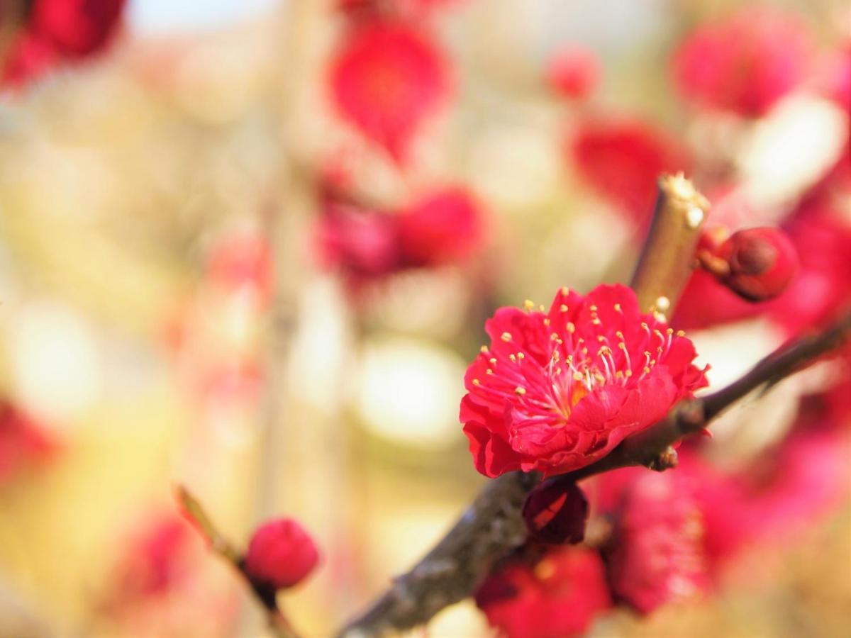 Stay Sakura Kyoto Gion Miyagawacho Buitenkant foto