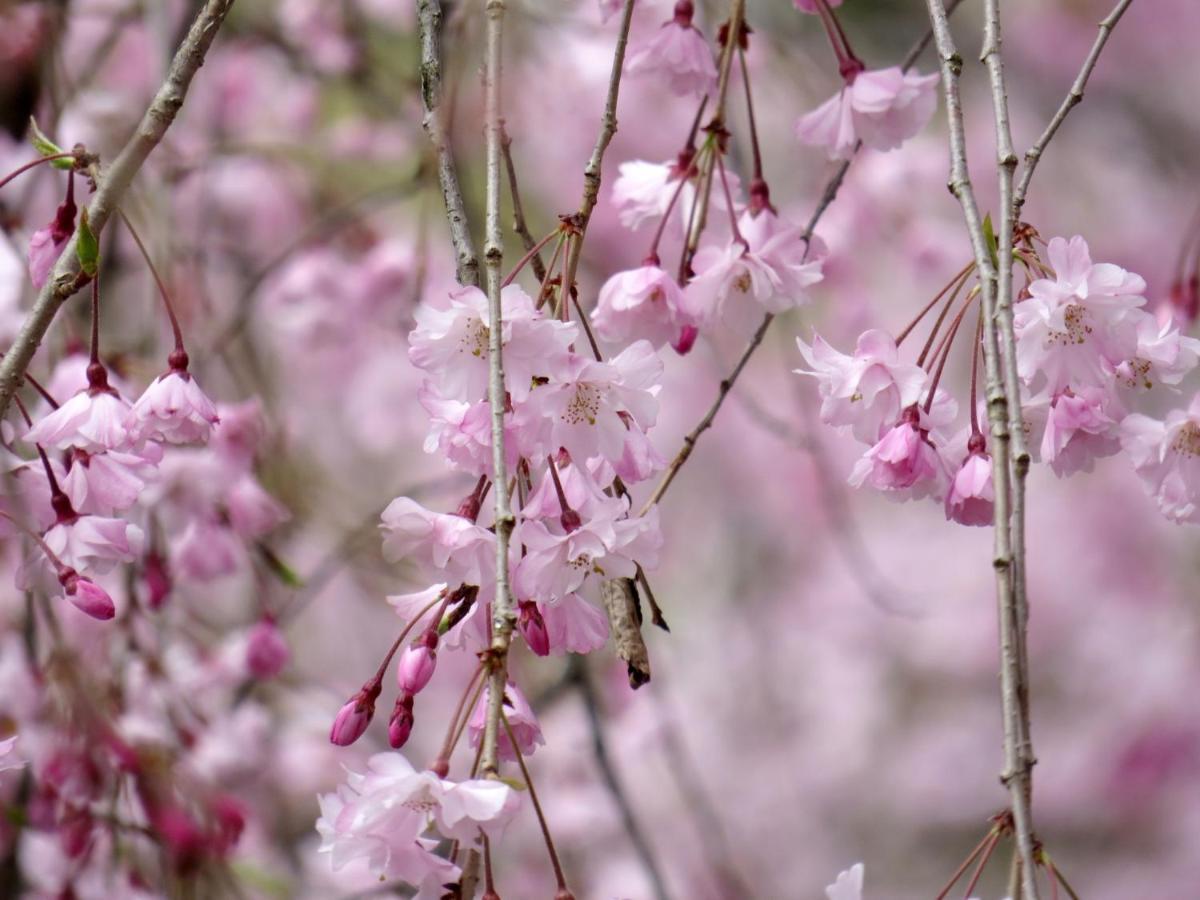 Stay Sakura Kyoto Gion Miyagawacho Buitenkant foto